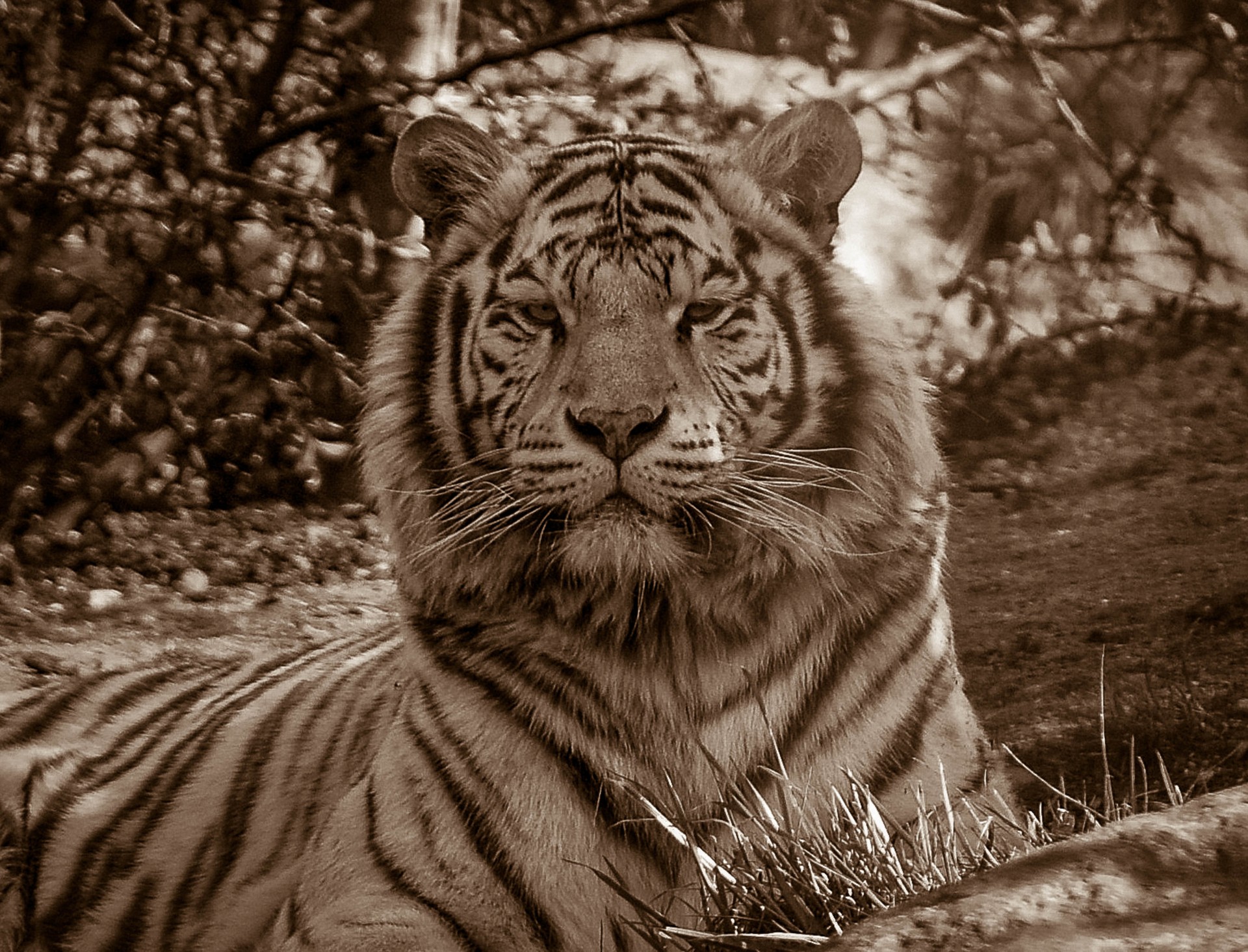 Tigre 2
