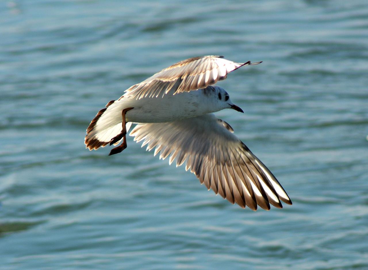 vol d'une mouette en camargue