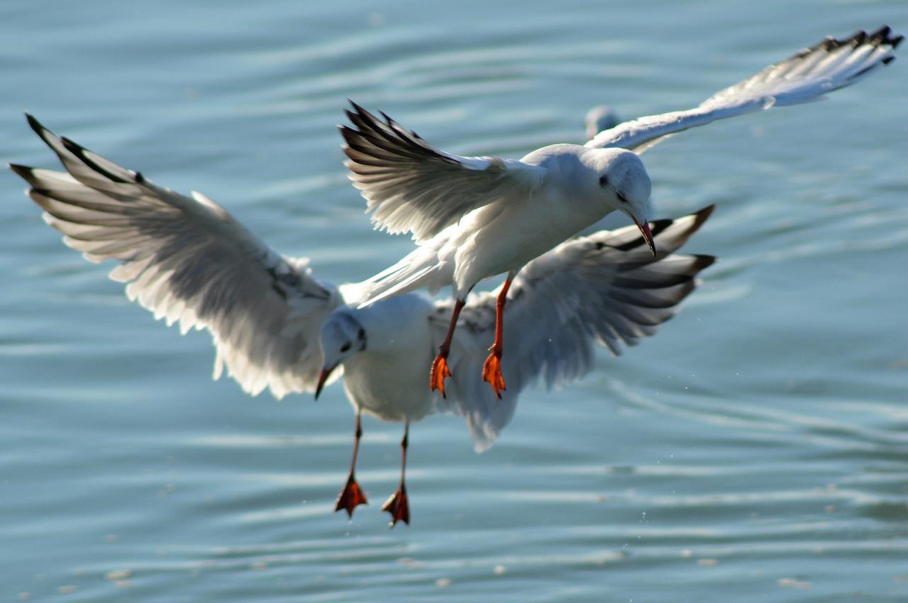 vol de mouettes