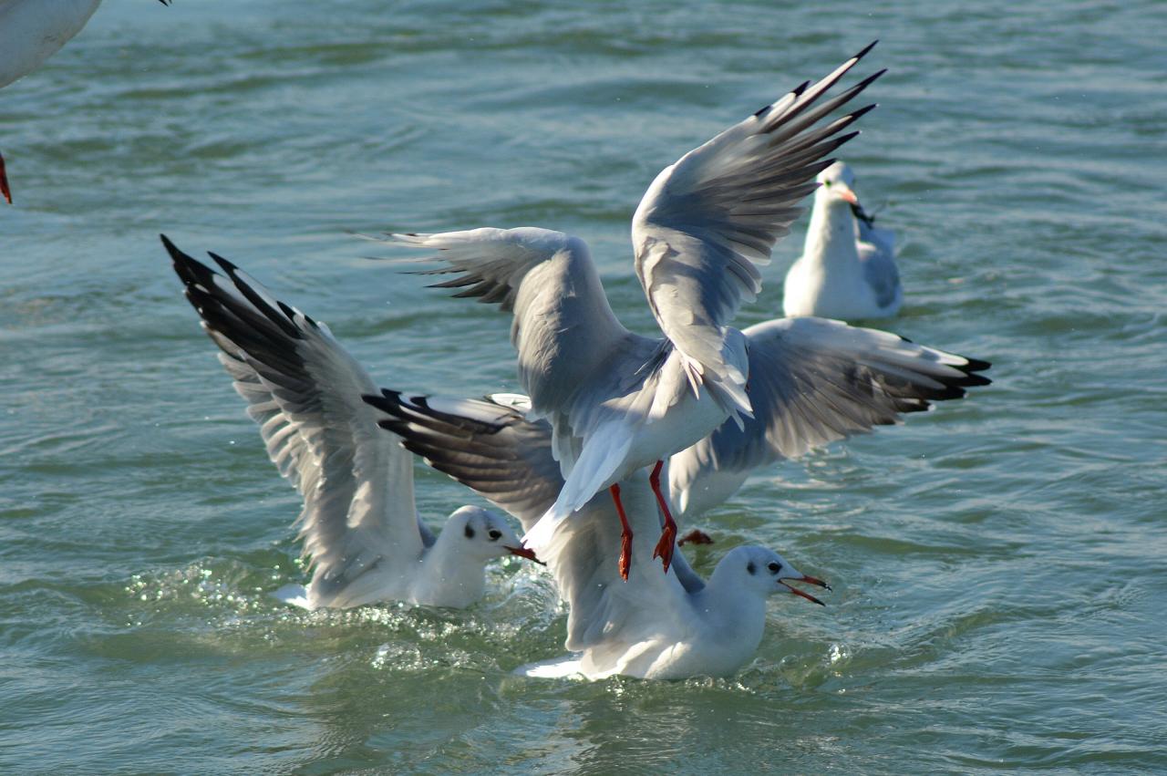 atterissage de mouettes