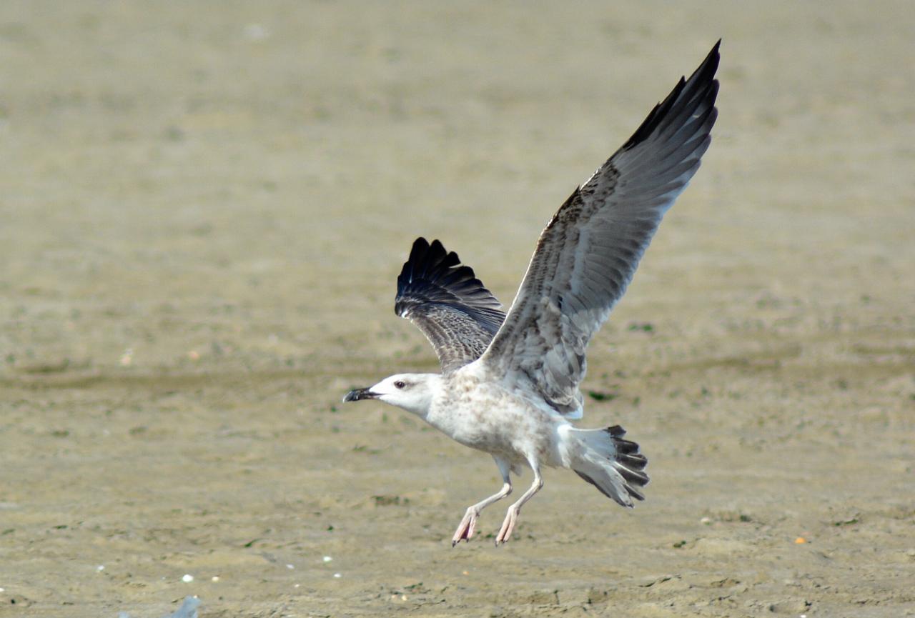 atterissage d'une mouette