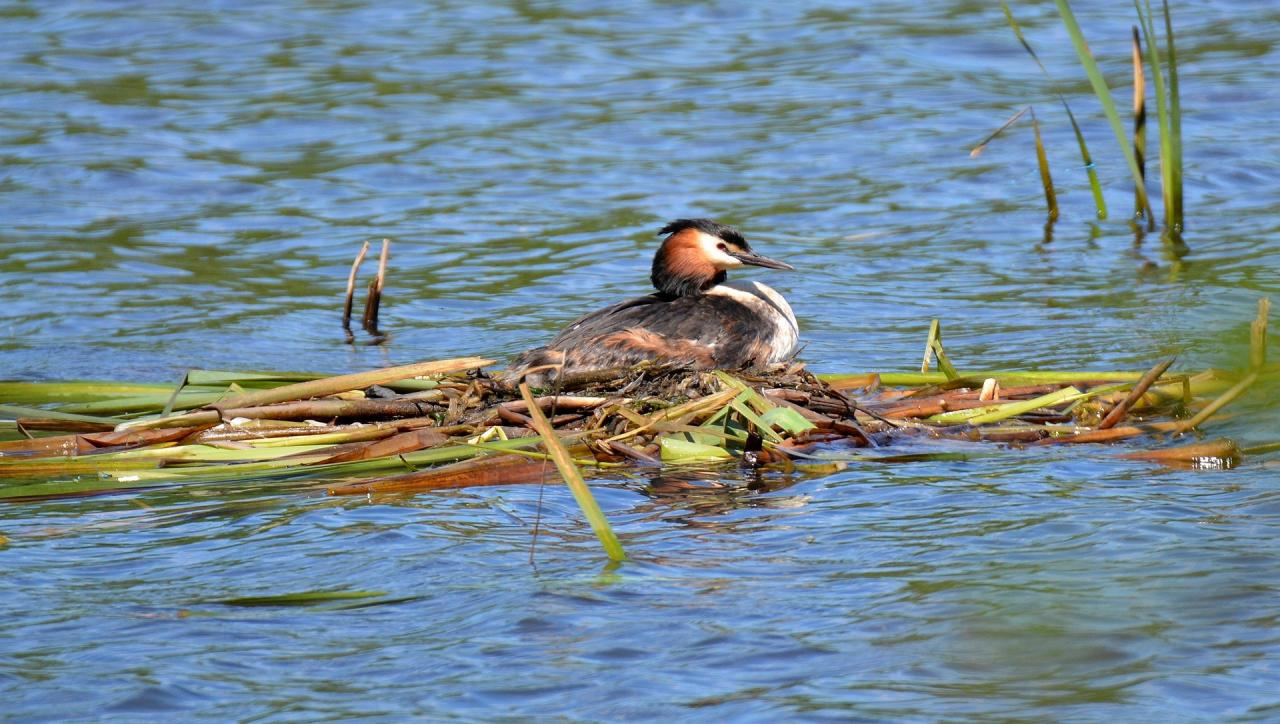 Grèbe huppée flottant sur son nid