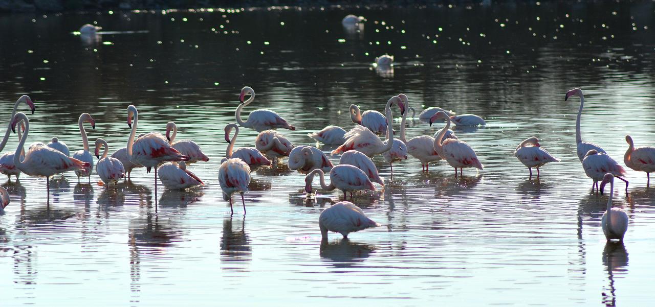 flamants roses