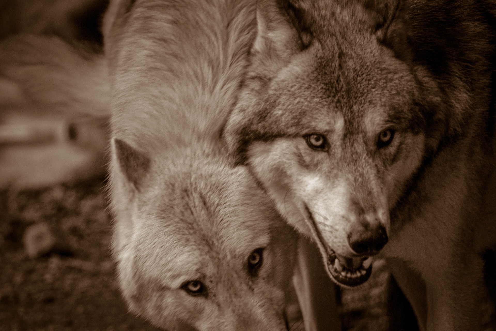 loups