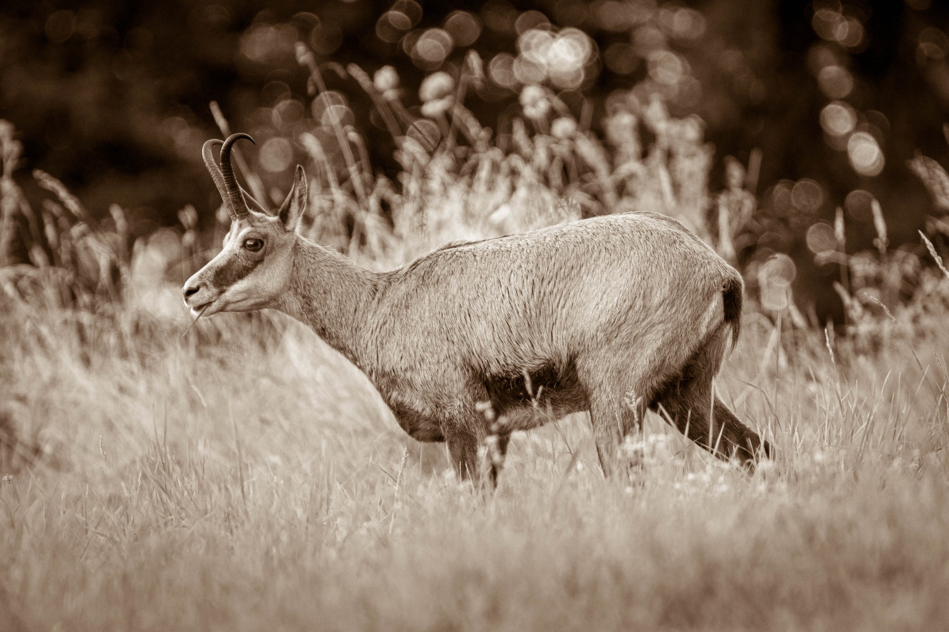 chamois