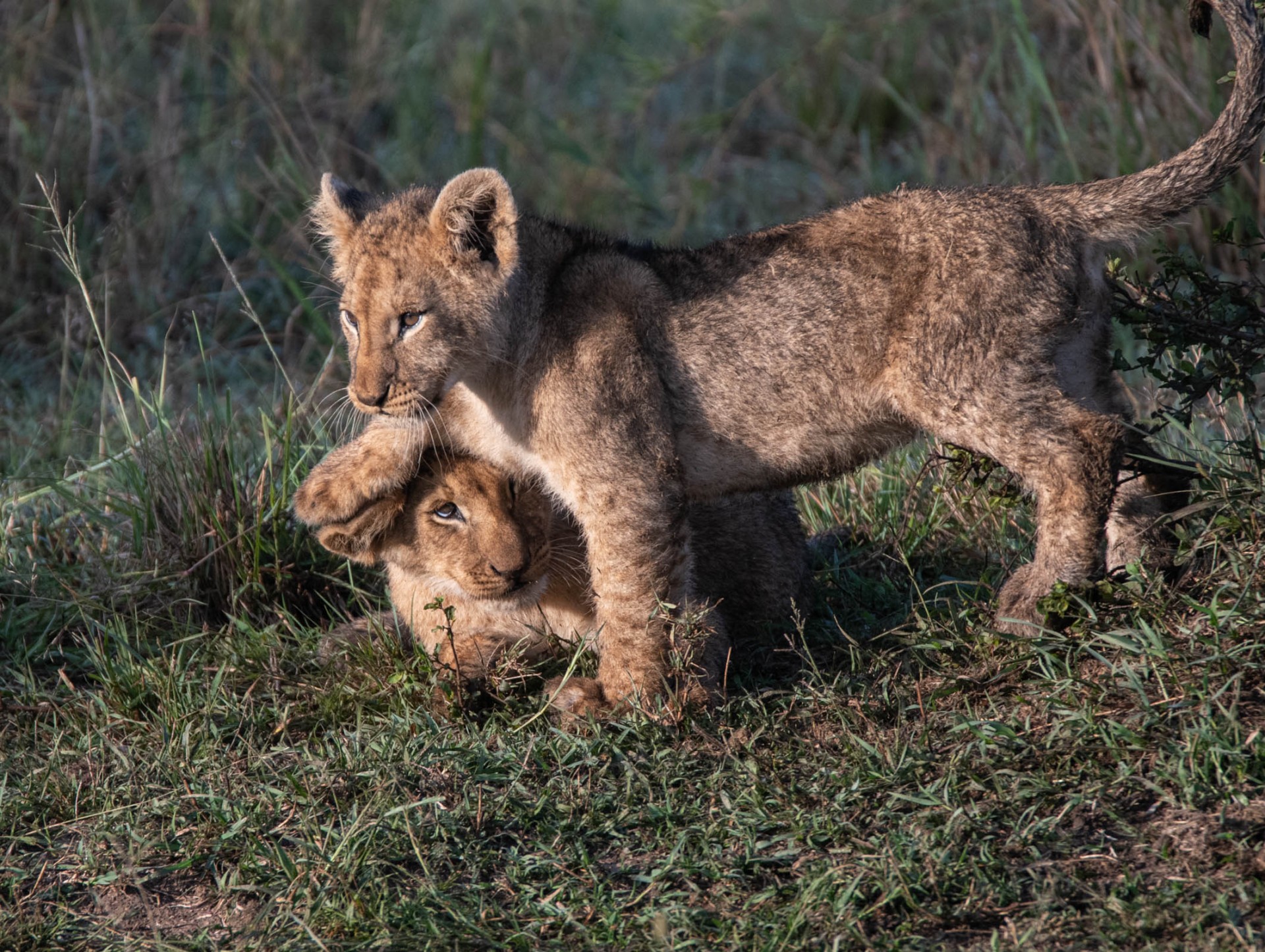 Lionçeaux