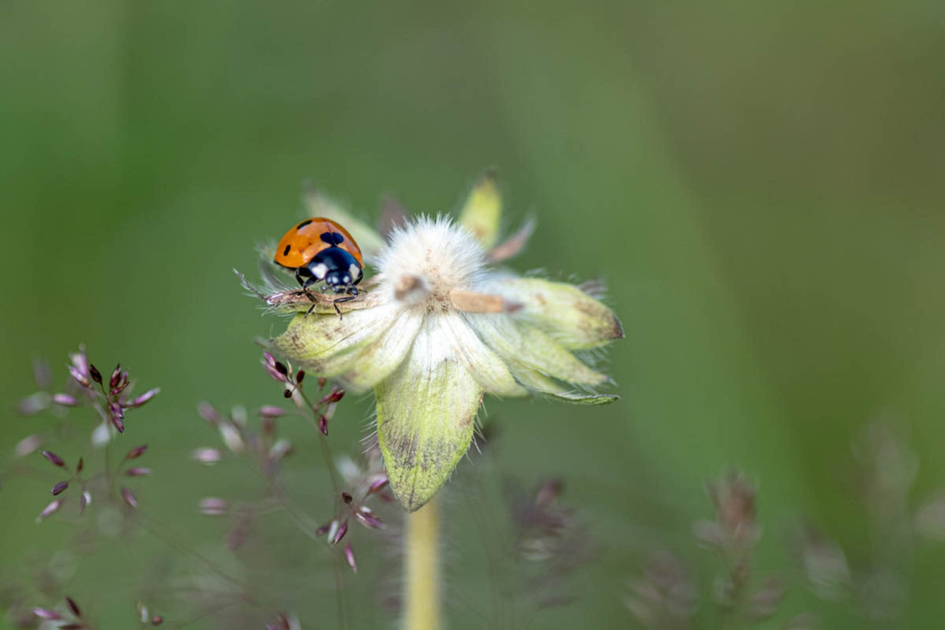 Coccinelle 