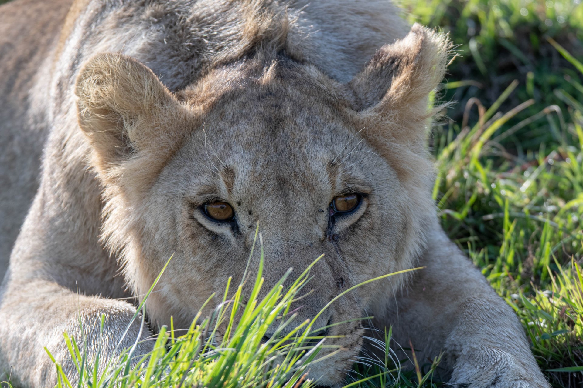 Jeune lion