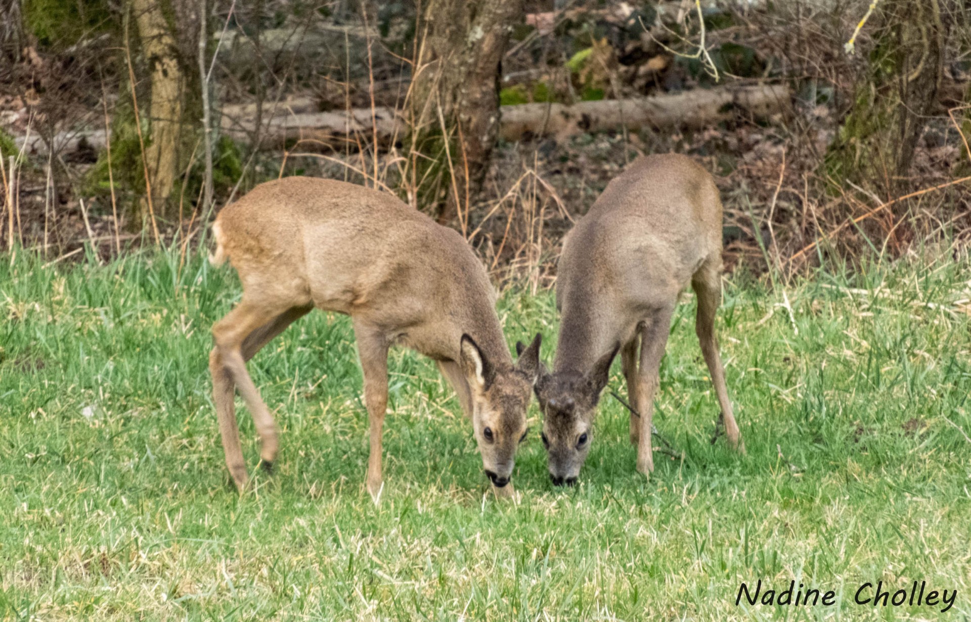 Chevreuils 03