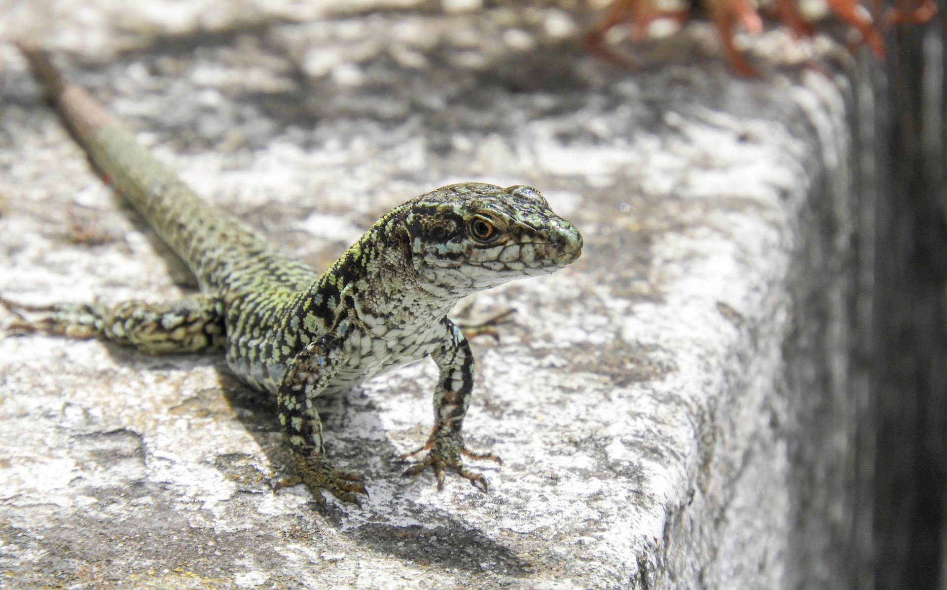Lezard