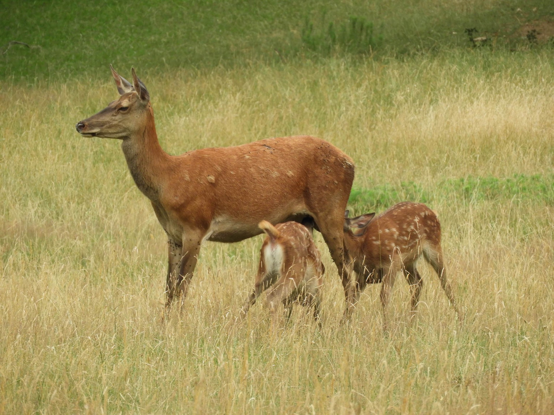 biche et ses petits