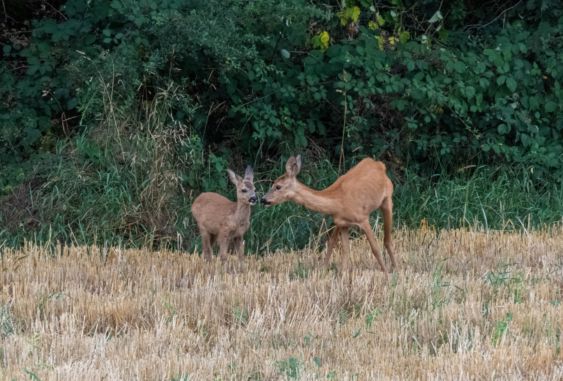 chevrette et son petit