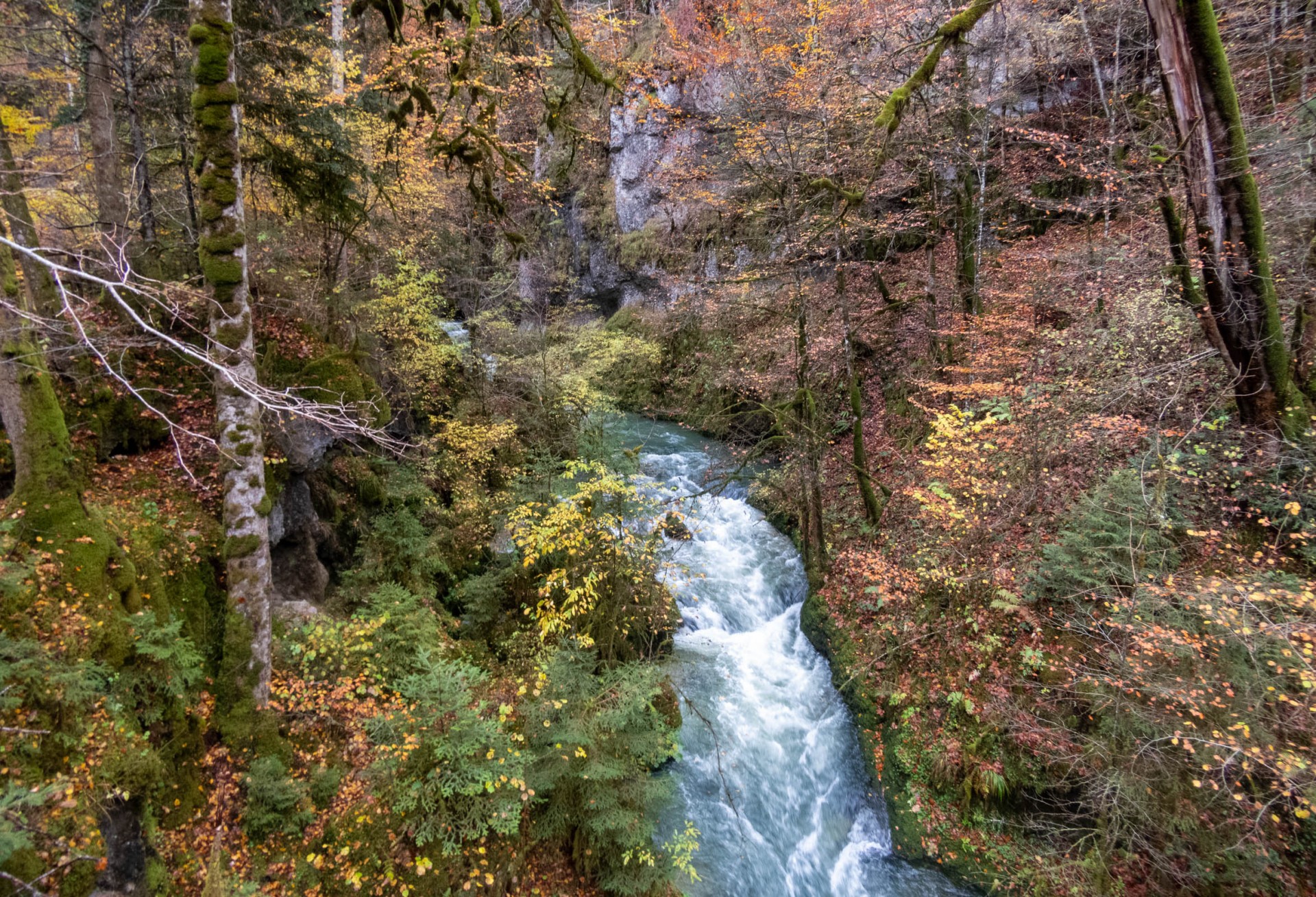 Forêt du Haut Doubs