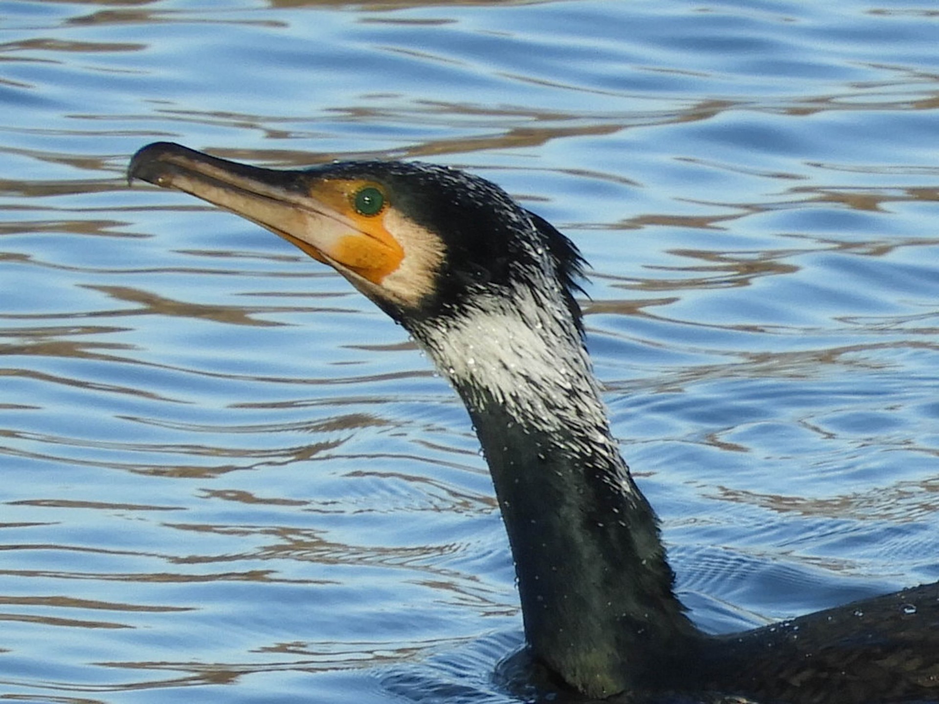 Cormoran