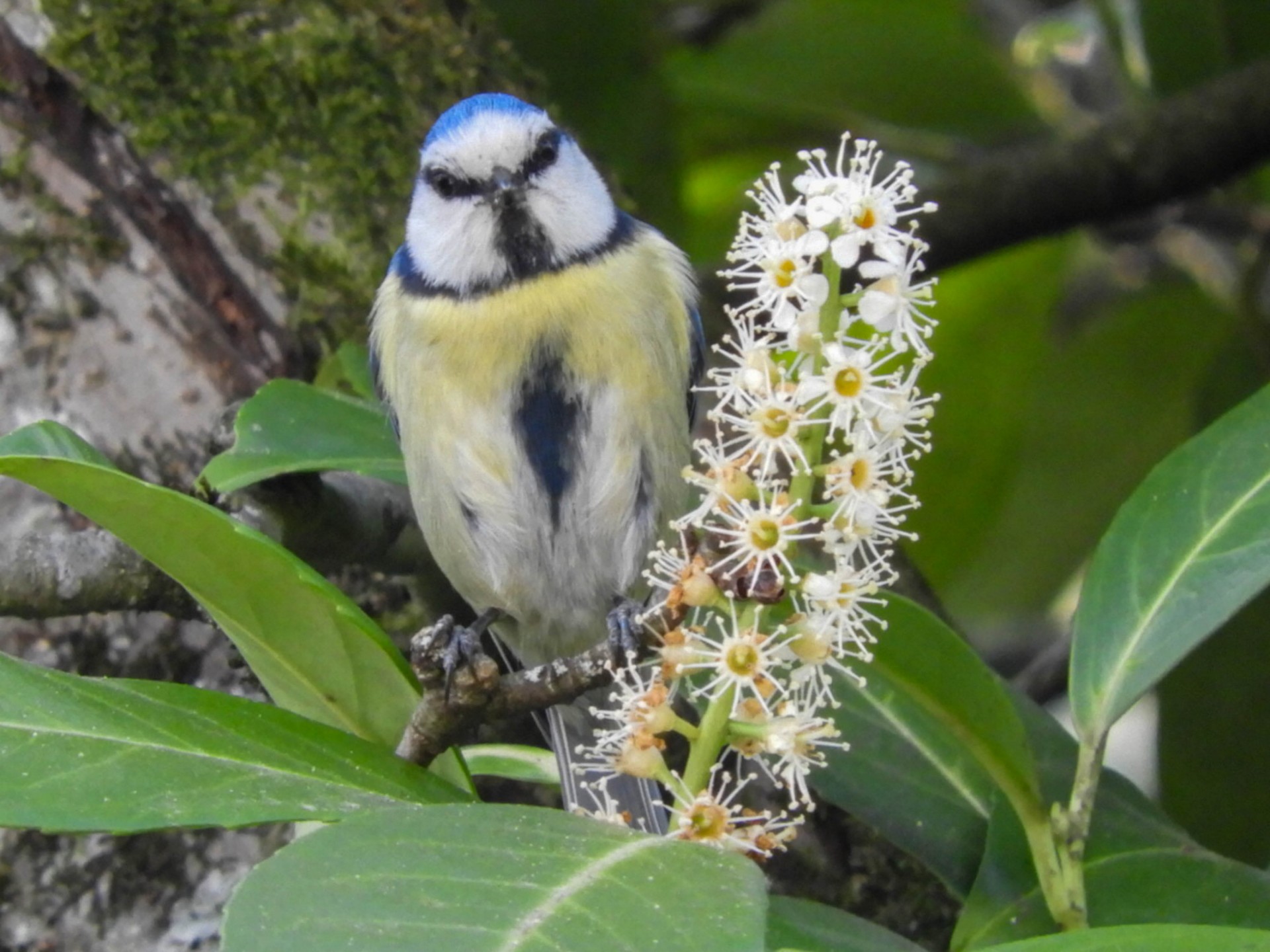 mésange bleue